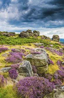 Heather Prints: Froggatt Edge, Peak District National Park, Derbyshire, England