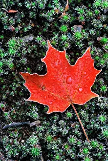 Frost on an Autumn Sugar Maple leaf and haircap moss in Muskoka, Ontario, Canada