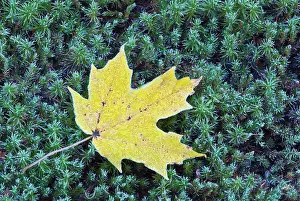 Fall Colors Prints: Frost on an Autumn Sugar Maple leaf and haircap moss in Muskoka, Ontario, Canada