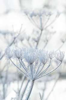 Surrey Prints: Frost cover plant, Guildford, Surrey, England