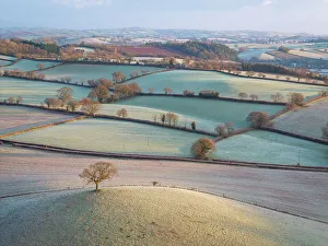 January Prints: Frost covered countryside in rural Devon, England. Winter (January) 2024