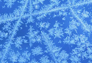 Western Prints: Frost pattern on window, Winnipeg, Manitoba, Canada