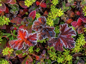 Daytime Prints: Frost on tundra details in Nunavik, Quebec, Canada