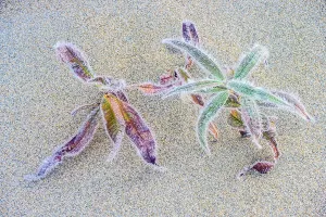 Sand Beach Prints: Frosted aquatic vegetation in the sand, Wawa, Ontario, Canada