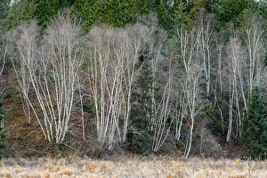 Mixed Forest Prints: Frosted birch trees at the edge of a field, Greater Sudbury, Ontario, Canada