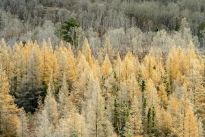 Mixed Forest Prints: Frosted eastern larch in late autumn, Greater Sudbury, Ontario, Canada