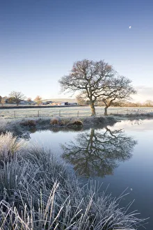 Morchard Road Prints: Frosted grass and trees beside a still pond on a winters morning, Morchard Road, Devon