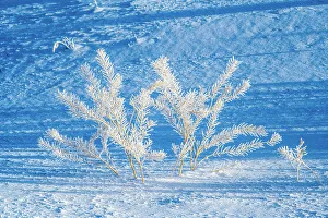 Carvings Prints: Frosted herbs in the Lamar Valley