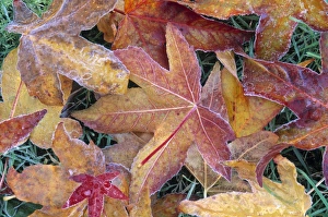 Leaf Prints: Frosted leaves