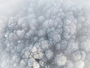 Freezing Gallery: Frosted trees in the fog, from above, Guildford, Surrey, England