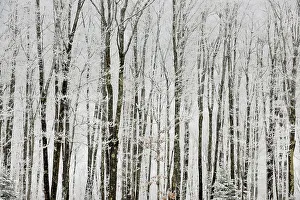 Woodlands Prints: Frosted trees, near Bergland, Michigan, USA