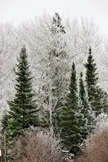 Maples Prints: Frosted trees, near Bergland, Michigan, USA