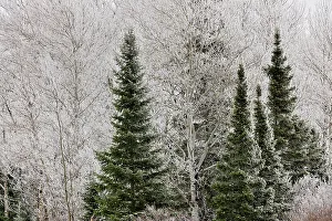 Maples Prints: Frosted trees, near Bergland, Michigan, USA