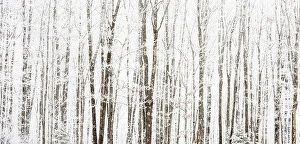Natural Arch Prints: Frosted trees, near Bergland, Michigan, USA