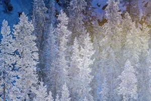 Carvings Prints: Frosted trees near Gibbon Meadows, Yellowstone National Park, Wyoming, USA
