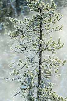 Carvings Prints: Frosted trees near Soda Butte Crek, Yellowstone National Park, Wyoming, USA