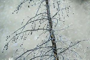 Carvings Prints: Frosted trees near Soda Butte Crek, Yellowstone National Park, Wyoming, USA