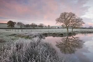 Images Dated 25th November 2010: Frosty conditions at dawn beside a pond in the countryside, Morchard Road, Devon, England
