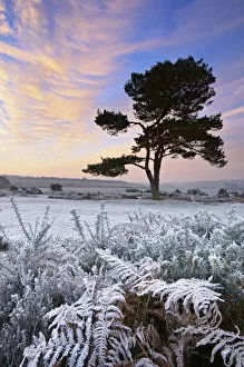 Seasons Gallery: A frosty morning at Bratley Common, New Forest, Hampshire, England