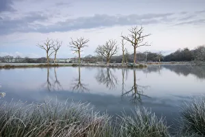 Morchard Road Prints: Frosty winter scenes beside a still lake, Morchard Road, Devon, England. Winter