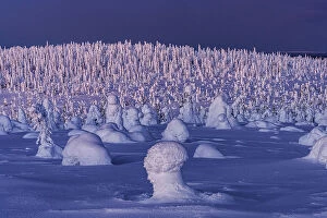 Climate Collection: Frozen Arctic forest covered with deep snow at dusk, Riisitunturi National Park, Posio, Lapland