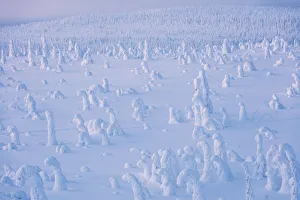 Ruka Prints: Frozen dwarf shrubs, Riisitunturi National Park, Posio, Lapland, Finland