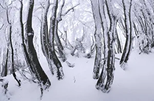Appennino Prints: Frozen forest of the central Appennines in winter, Tuscany, Italy