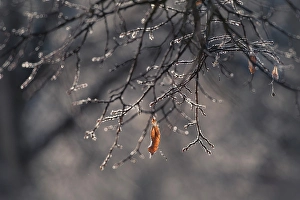 Salmon Arm Prints: Frozen leaf, Salmon Arm, British Columbia, Canada