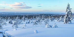 Climate Collection: Frozen snowy forest during the cold arctic sunrise, Lapland, Finland