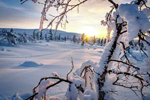 Back Lit Prints: Frozen snowy tree branches lit by sun rays at dawn, Lapland, Finland