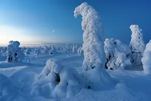 Creativity Prints: Frozen snowy trees during the blue hour