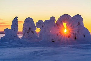 Polar Climate Prints: Frozen snowy trees lit by the warm arctic sunrise
