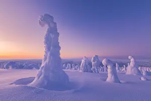 Frozen tree, called Tykky, in the snowy woods at Riisitunturi National Park, Posio