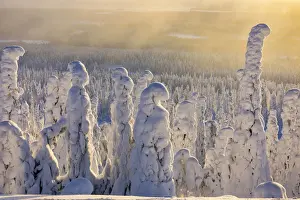 Frozen tree, called Tykky, in the snowy woods at Riisitunturi National Park (Posio