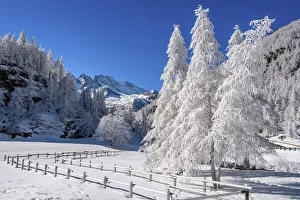 Pngp Prints: Frozen trees on Ceresole Reale