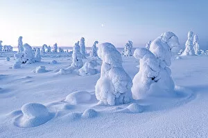 Finland Gallery: Frozen trees in deep snow after a blizzard, Riisitunturi National Park, Posio, Lapland, Finland