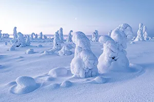 Seasons Gallery: Frozen trees in deep snow after a blizzard, Riisitunturi National Park, Posio, Lapland, Finland