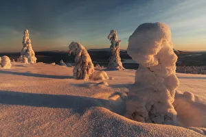 Riisitunturi Prints: Frozen trees of Lapland at sunrise in winter, Akaslompolo, Yllastunturi National Park