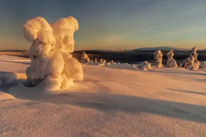Frozen trees of Lapland at sunrise in winter, Akaslompolo, Yllastunturi National Park