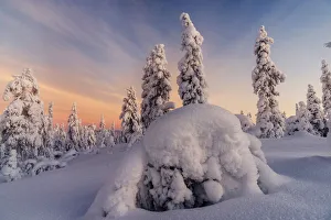 Frozen trees of Lapland at sunrise in winter, Akaslompolo, Yllastunturi National Park