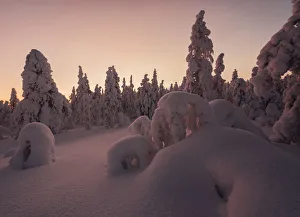 Akasmyllyn Prints: Frozen trees of Lapland at sunset in winter, Akaslompolo, Yllastunturi National Park