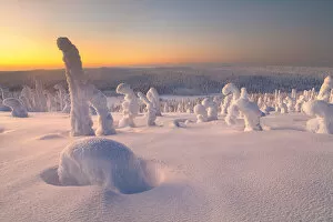 Images Dated 30th August 2018: Frozen trees of Riisitunturi hill, Riisitunturi national park, posio, lapland, finland