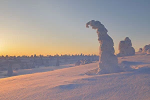 Frozen trees of Riisitunturi hill, Riisitunturi national park, posio, lapland, finland
