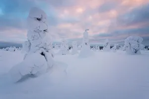 Arctic Region Prints: Frozen trees of Riisitunturi National Park, Lapland, Northern Finland