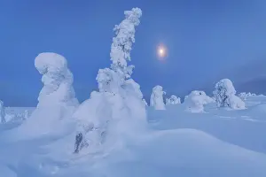 Polar Region Prints: The frozen trees of the Riisitunturi National Park at twilight with the full moon