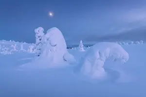 Nightscape Prints: The frozen trees of the Riisitunturi National Park at twilight with the full moon rising in the background
