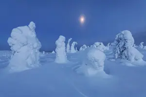 Nightscape Prints: The frozen trees of the Riisitunturi National Park at twilight with the full moon rising in the background