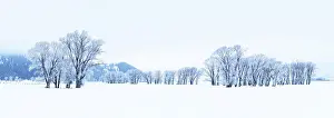 Wyoming Prints: Frozen Trees and Snow Landscape Grand Teton National Park, Wyoming, USA