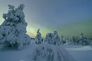 Frozen trees in snowy woods framed by starry sky in the cold polar night Ruka Kuusamo