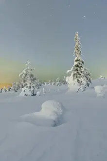 Ruka Prints: Frozen trees in snowy woods framed by starry sky in the cold polar night Ruka Kuusamo